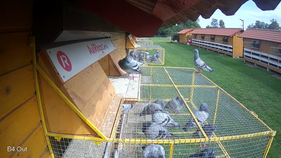 Pigeon Arrival Image For Race Final race 2