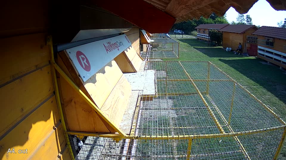 Pigeon Arrival Image For Race Race 1