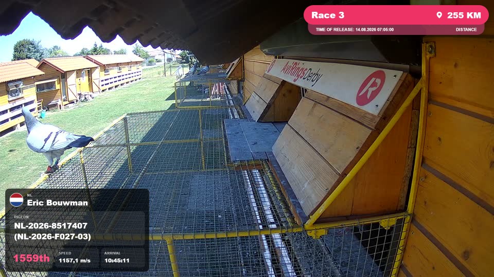 Pigeon Arrival Image For Race Race 3