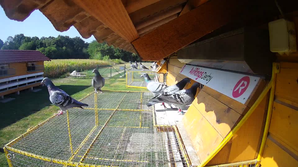 Pigeon Arrival Image For Race Race 2