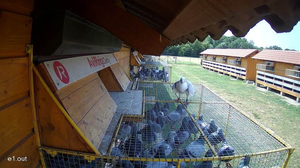 Pigeon Arrival Image For Race Race 1