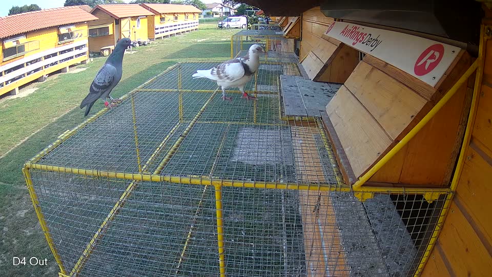 Pigeon Arrival Image For Race Race 4