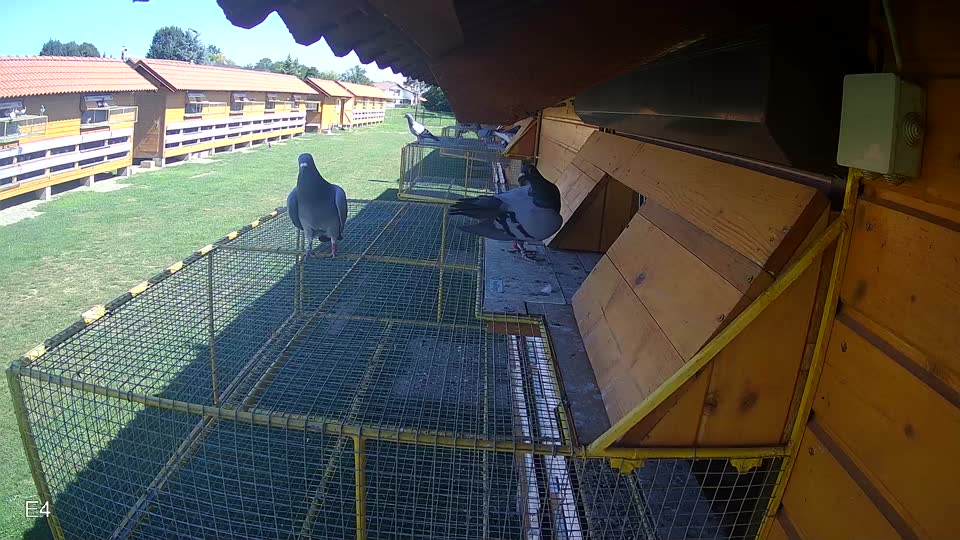 Pigeon Arrival Image For Race Race 2