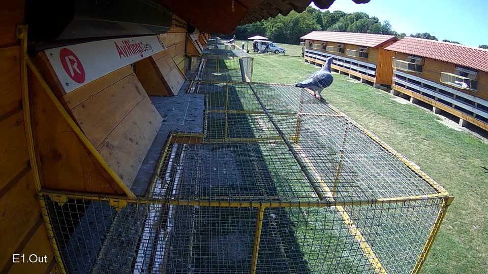 Pigeon Arrival Image For Race Race 5