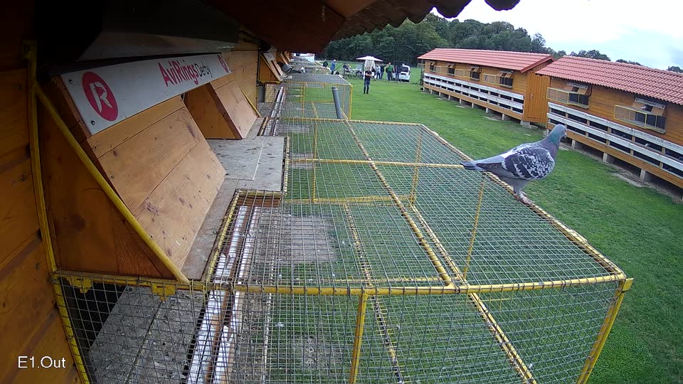 Pigeon Arrival Image For Race Final race 2