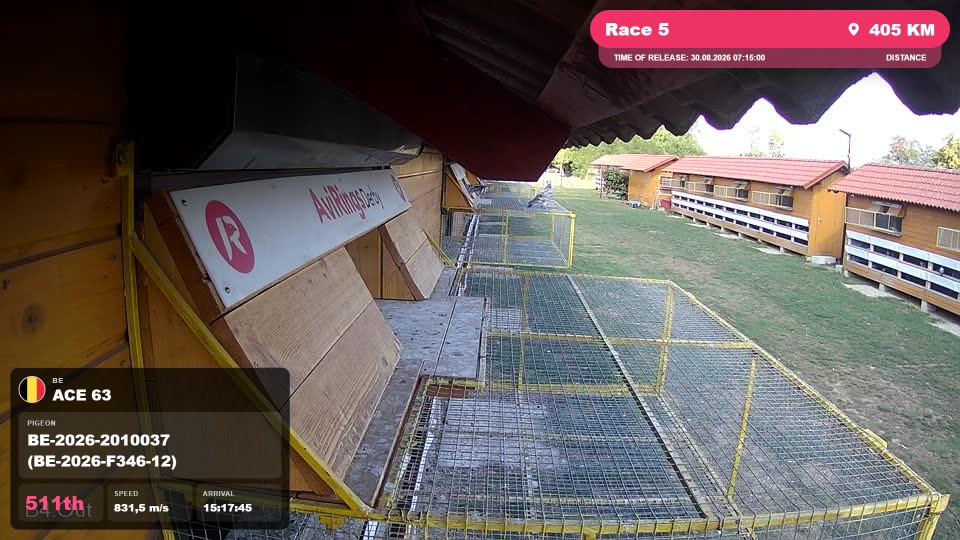 Pigeon Arrival Image For Race Race 5