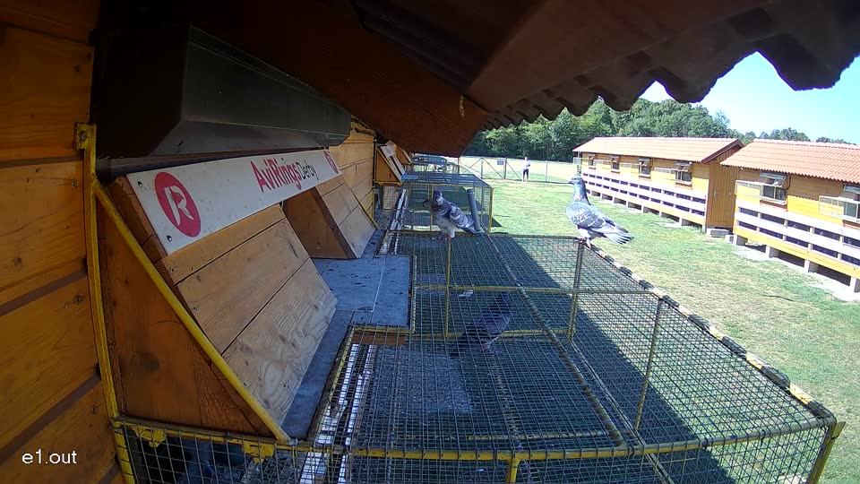Pigeon Arrival Image For Race Race 3