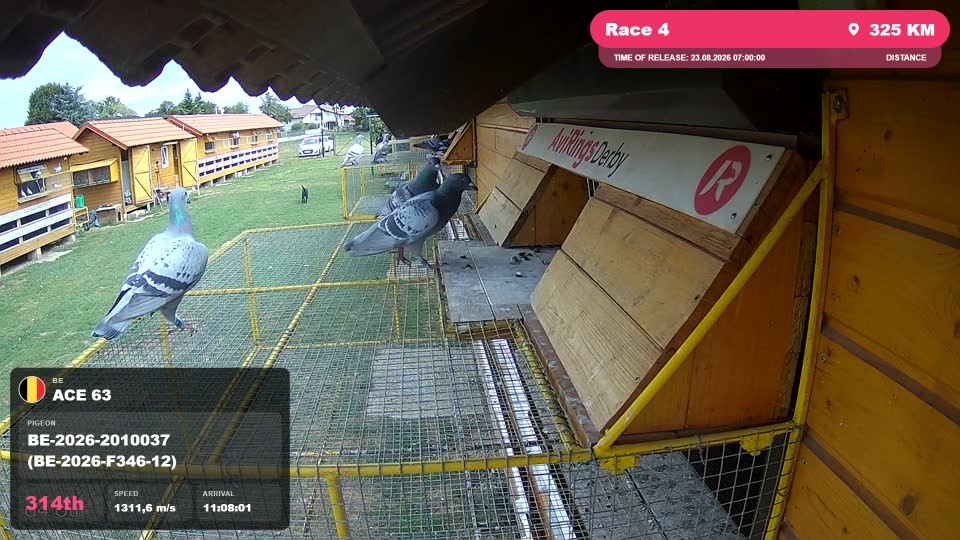 Pigeon Arrival Image For Race Race 4