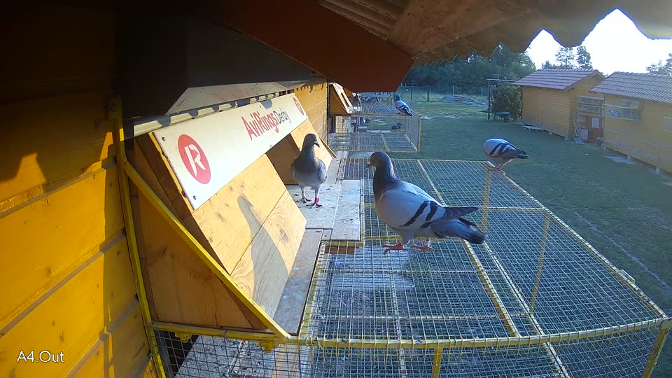 Pigeon Arrival Image For Race Race 4