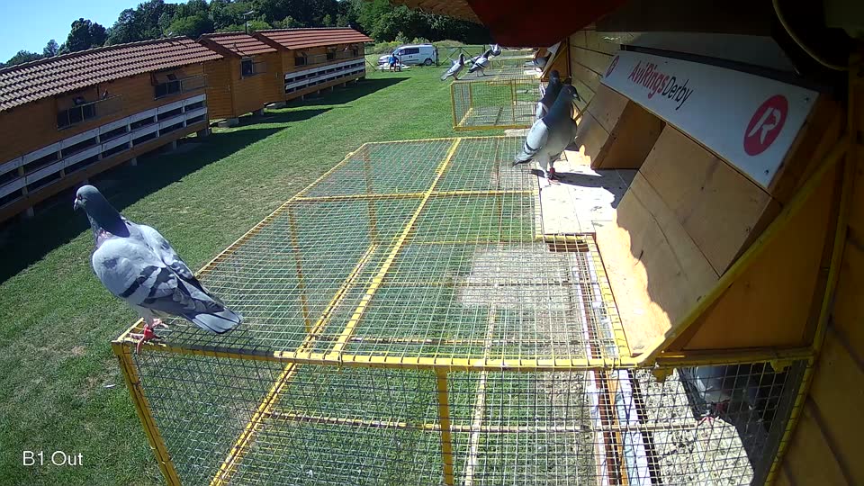 Pigeon Arrival Image For Race Race 2