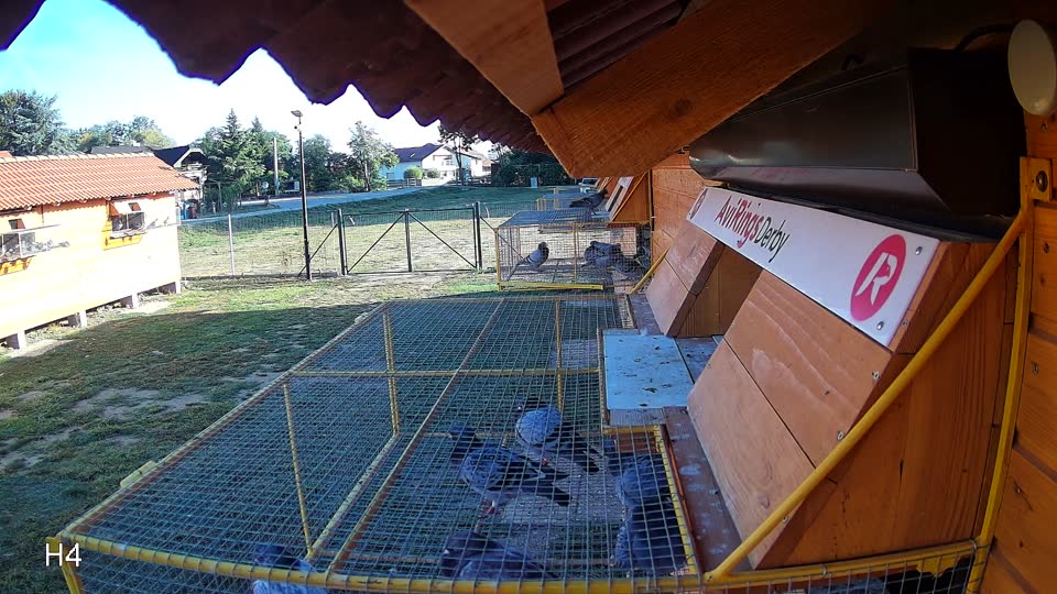 Pigeon Arrival Image For Race Race 5