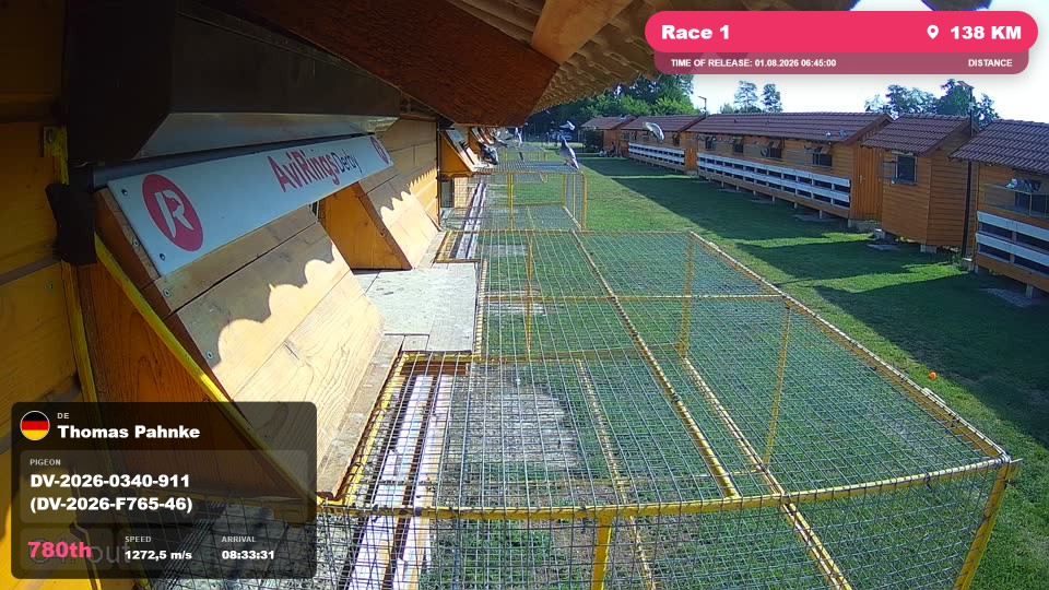 Pigeon Arrival Image For Race Race 1