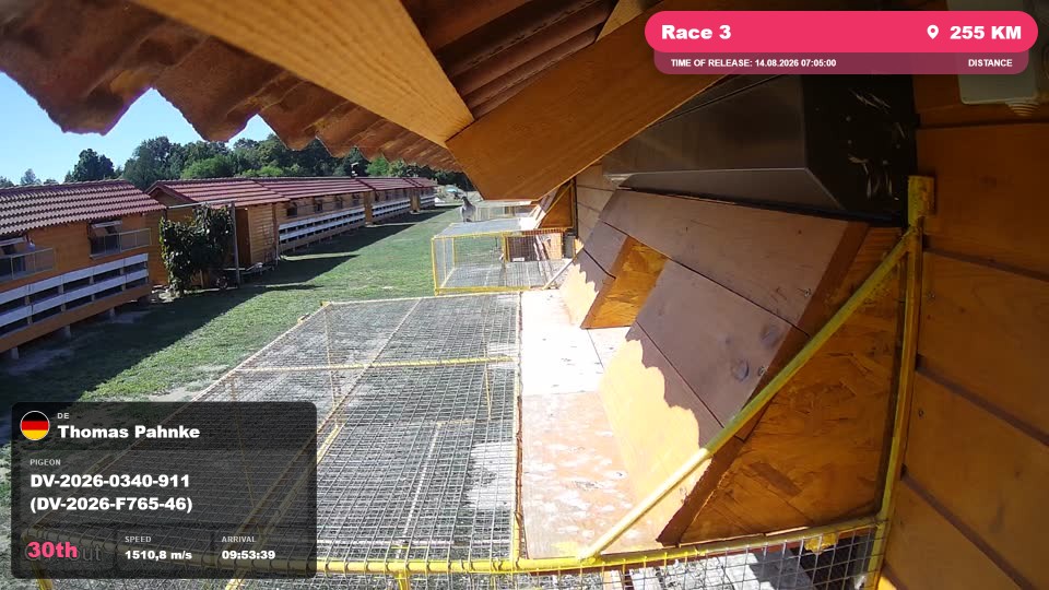 Pigeon Arrival Image For Race Race 3