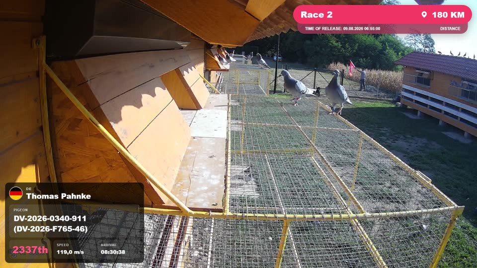 Pigeon Arrival Image For Race Race 2