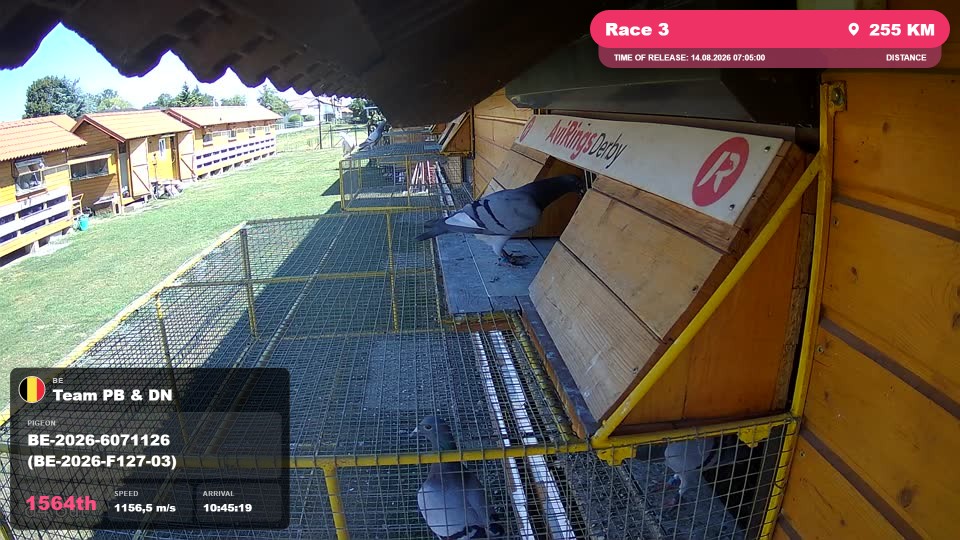 Pigeon Arrival Image For Race Race 3