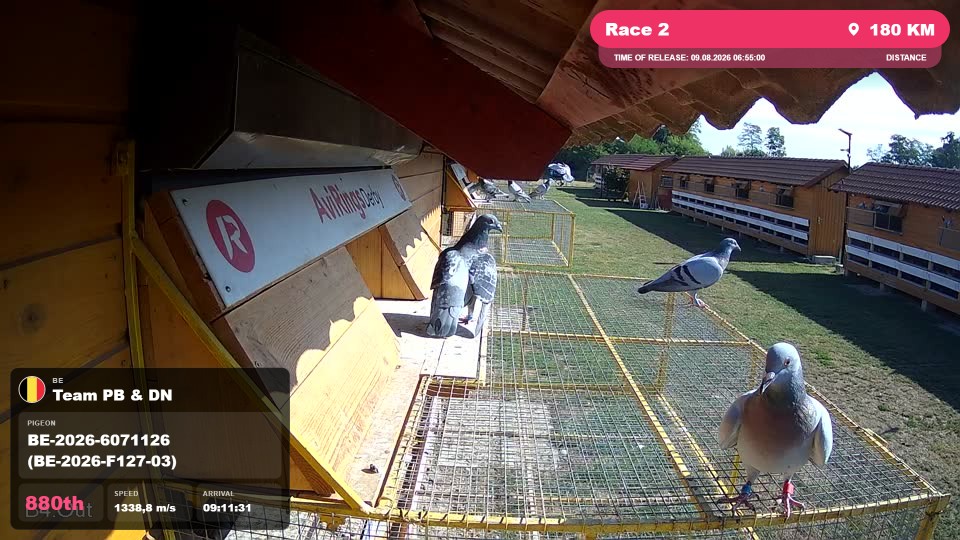 Pigeon Arrival Image For Race Race 2