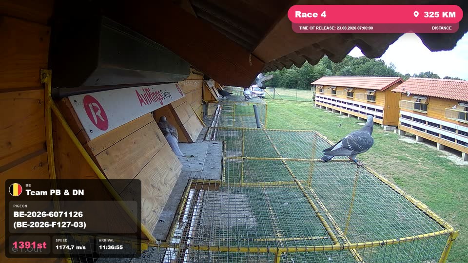 Pigeon Arrival Image For Race Race 4
