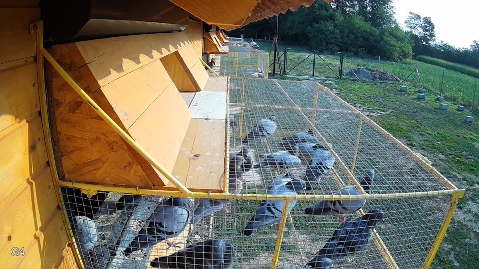 Pigeon Arrival Image For Race Race 4