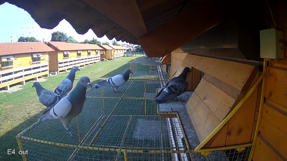 Pigeon Arrival Image For Race Race 1
