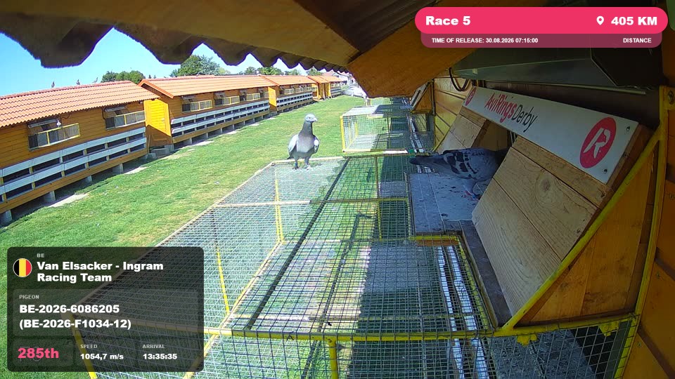 Pigeon Arrival Image For Race Race 5