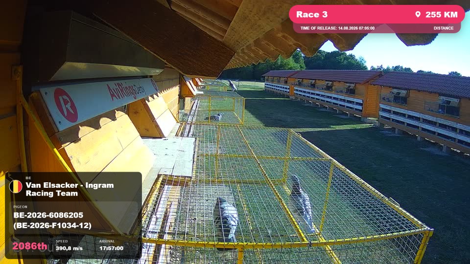 Pigeon Arrival Image For Race Race 3