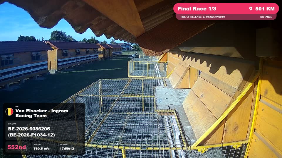 Pigeon Arrival Image For Race Final Race 1/3