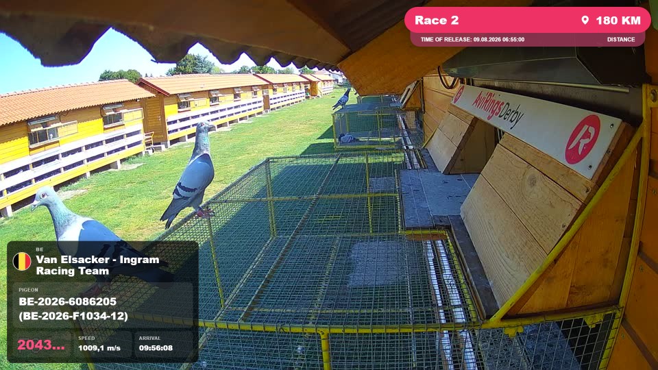 Pigeon Arrival Image For Race Race 2