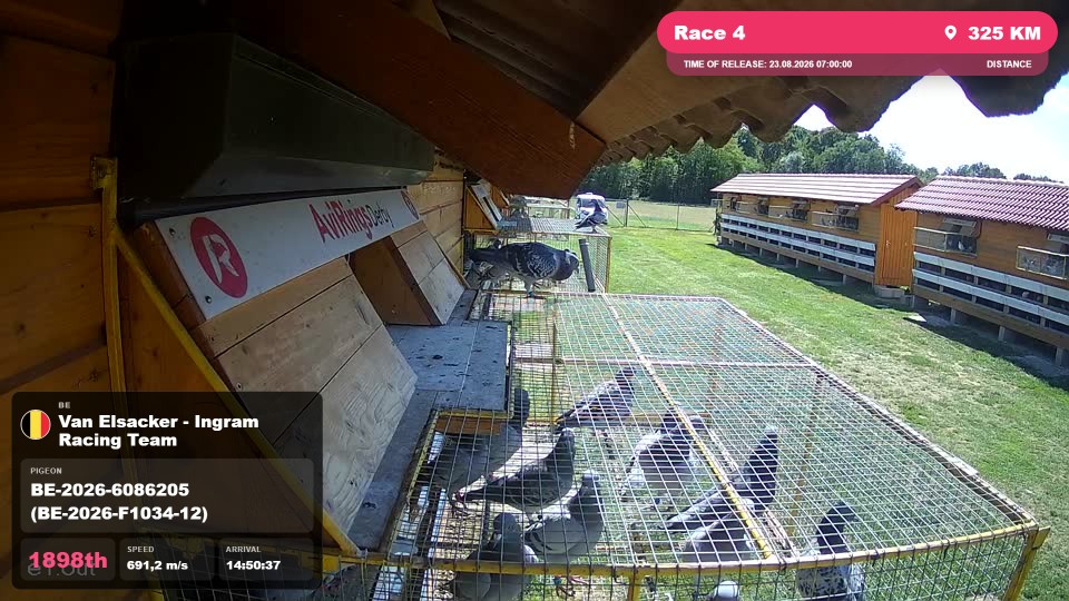 Pigeon Arrival Image For Race Race 4