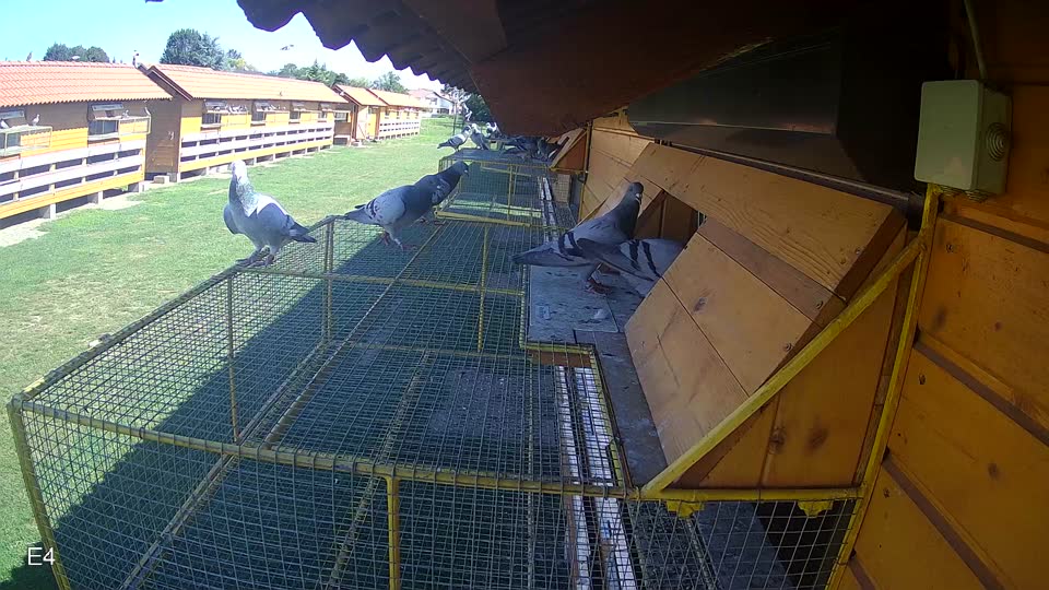 Pigeon Arrival Image For Race Race 2