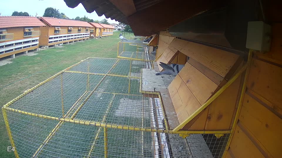 Pigeon Arrival Image For Race Race 3
