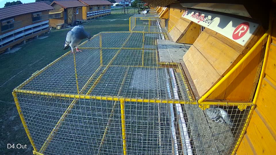 Pigeon Arrival Image For Race Race 4