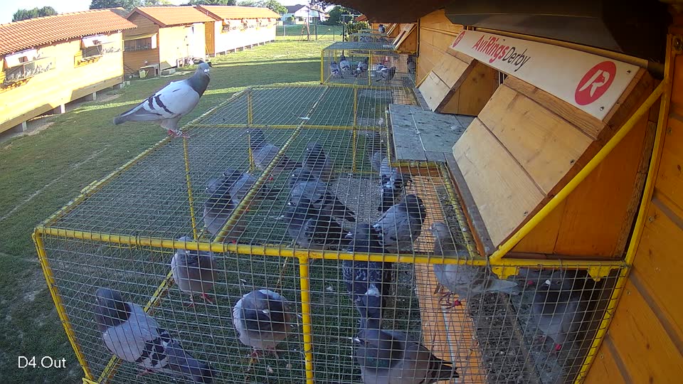 Pigeon Arrival Image For Race Race 5