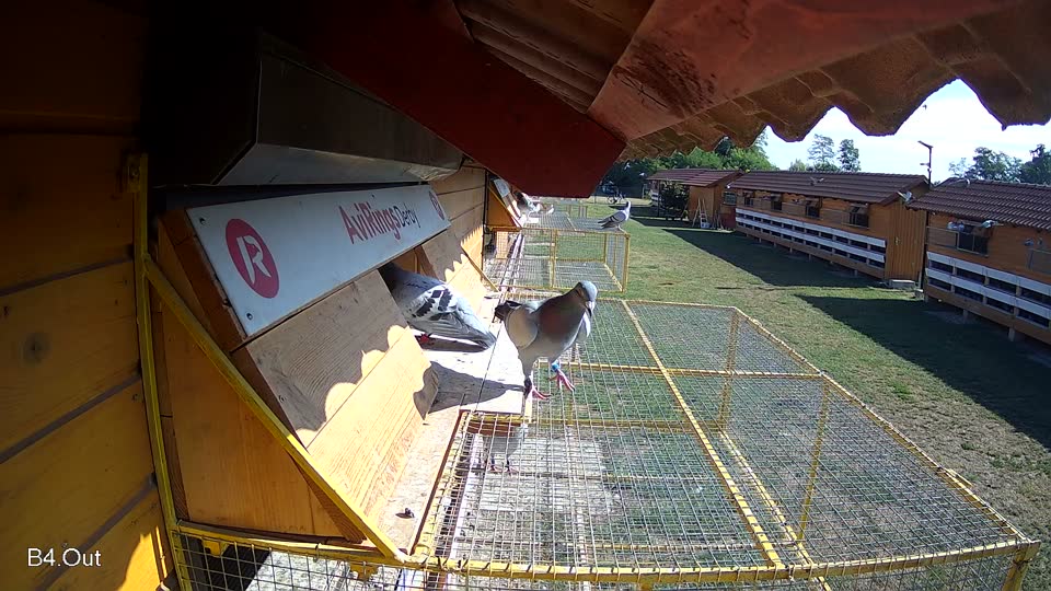 Pigeon Arrival Image For Race Race 2
