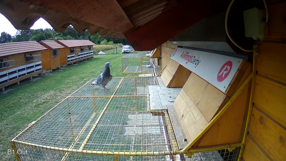 Pigeon Arrival Image For Race Race 4