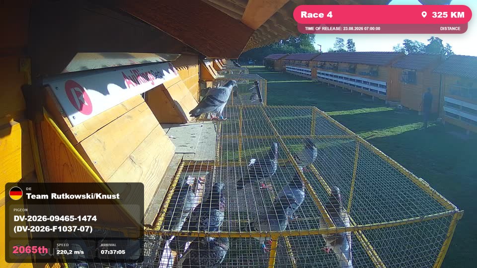 Pigeon Arrival Image For Race Race 4
