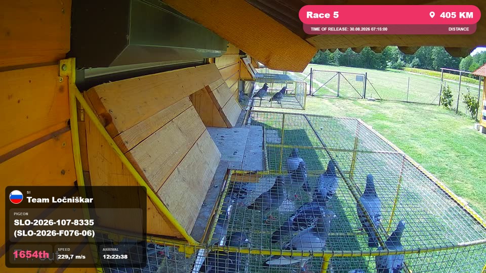 Pigeon Arrival Image For Race Race 5