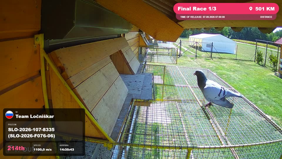Pigeon Arrival Image For Race Final Race 1/3