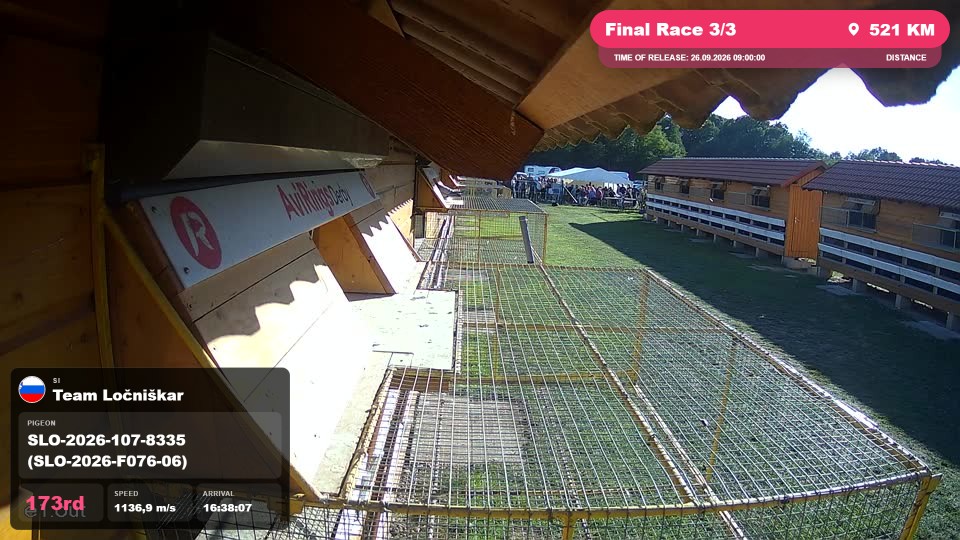 Pigeon Arrival Image For Race Final Race 3/3