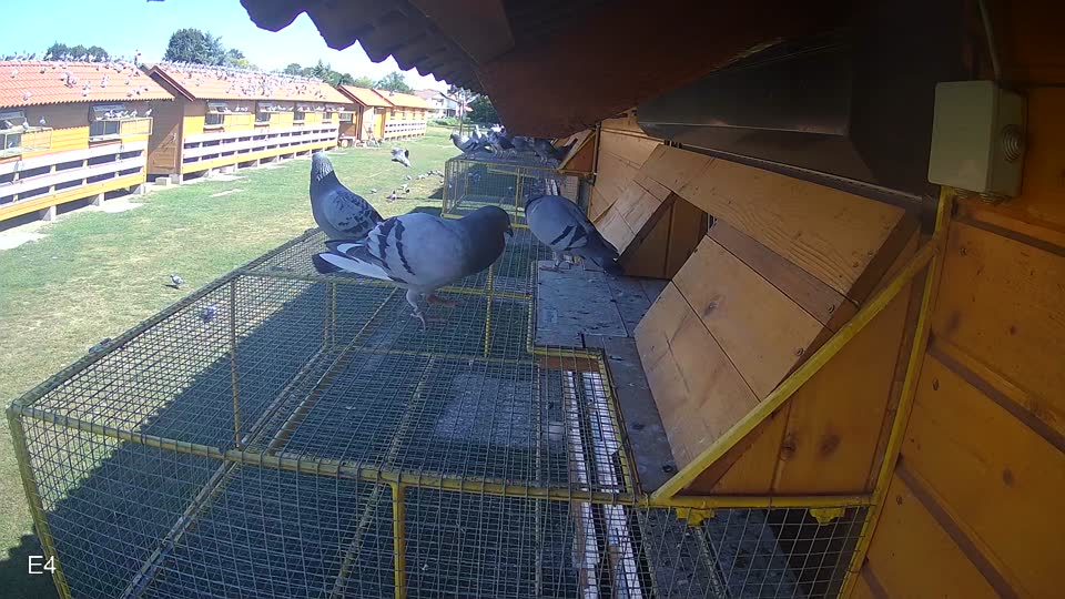 Pigeon Arrival Image For Race Race 4