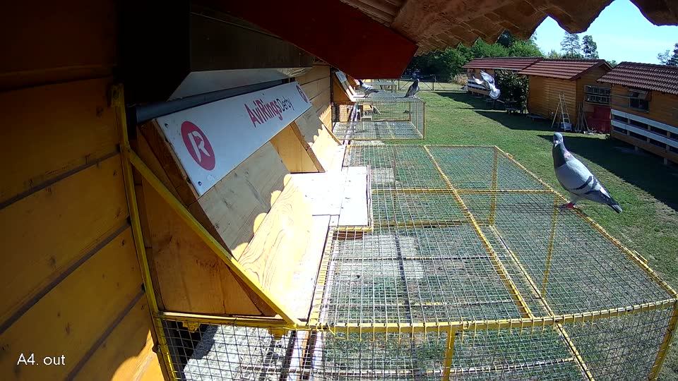 Pigeon Arrival Image For Race Race 2