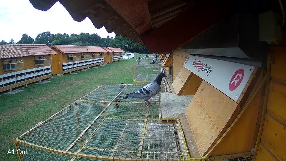 Pigeon Arrival Image For Race Race 3