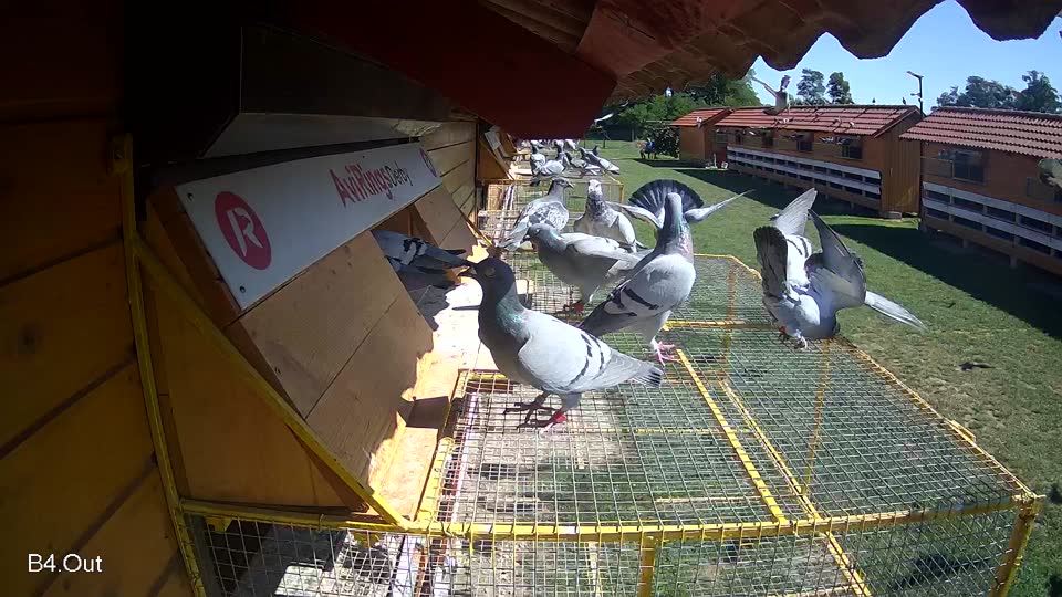 Pigeon Arrival Image For Race Race 2