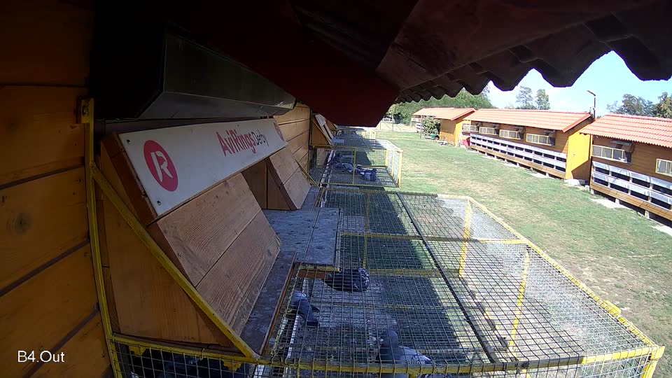 Pigeon Arrival Image For Race Race 5