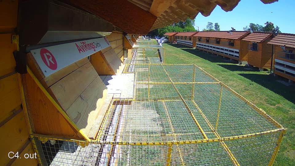 Pigeon Arrival Image For Race Race 3