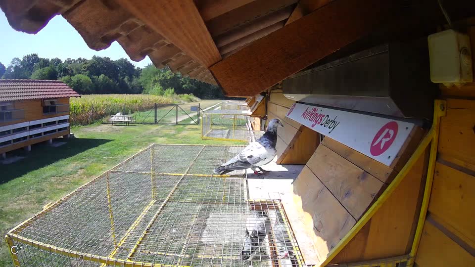 Pigeon Arrival Image For Race Race 2