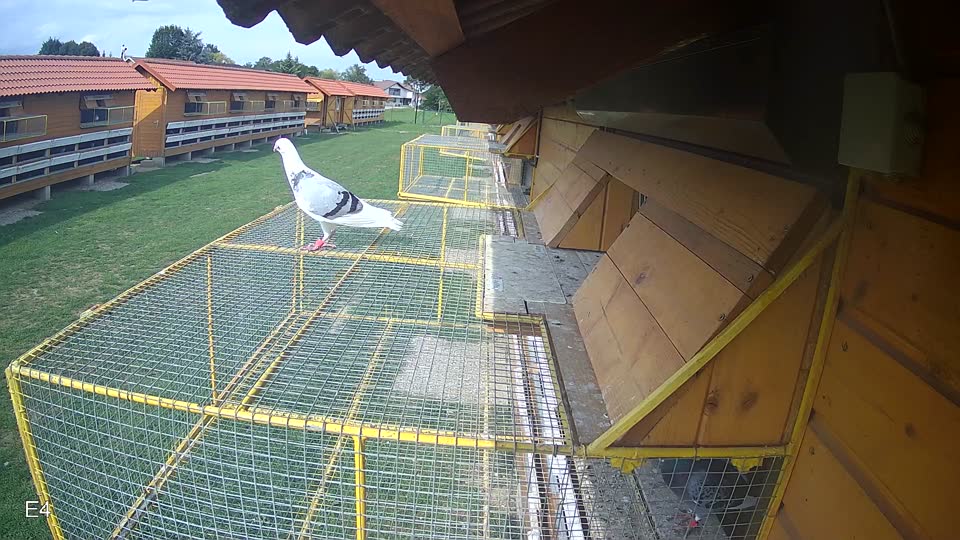 Pigeon Arrival Image For Race Race 6