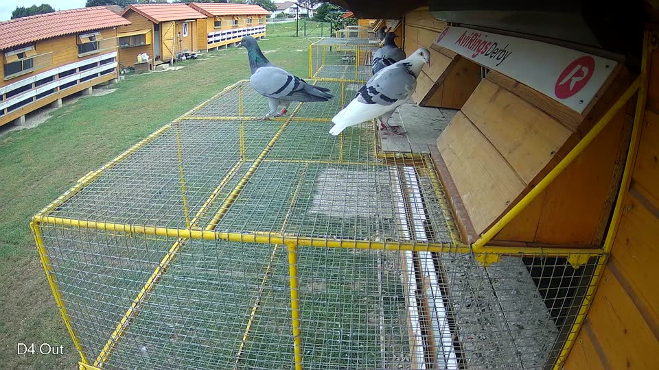 Pigeon Arrival Image For Race Race 3