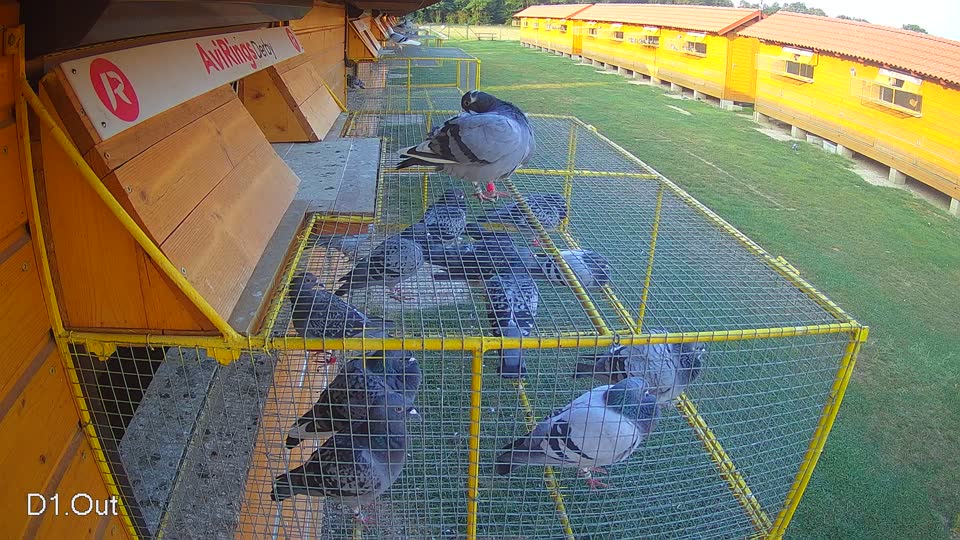 Pigeon Arrival Image For Race Race 4