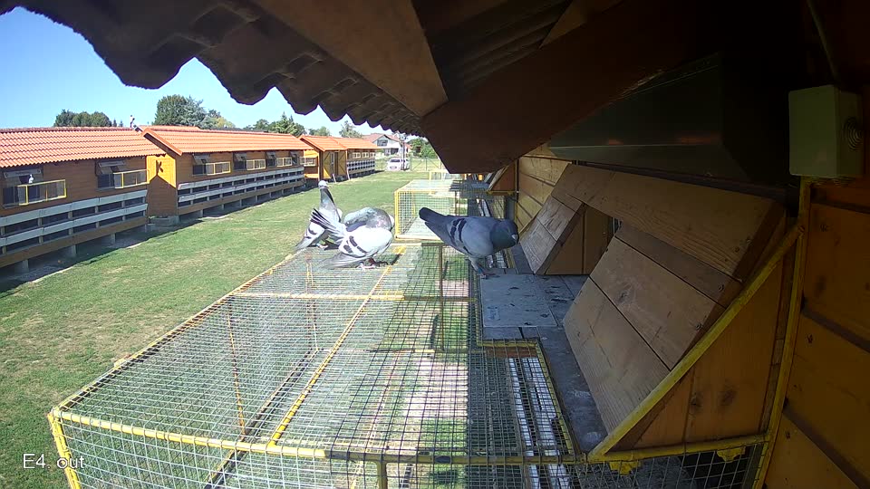 Pigeon Arrival Image For Race Final Race 1/3