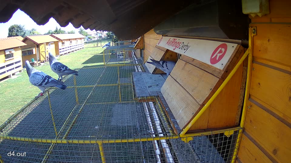 Pigeon Arrival Image For Race Race 2
